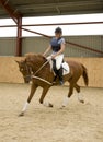 Dressage Horse