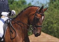 Dressage horse Royalty Free Stock Photo