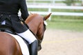 Dressage horse