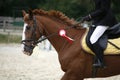 Dressage horse canter with winner ribbon