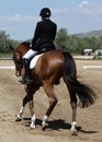 Dressage horse