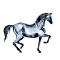 Dressage horse. Equestrian piaffe or passage motion. Watercolor or ink hand painting.