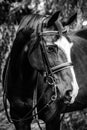 Dressage horse headshot