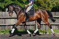 Dressage Hanoverian horse Royalty Free Stock Photo