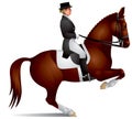 Dressage horse perform figure levada Royalty Free Stock Photo