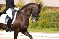 Dressage horse Royalty Free Stock Photo