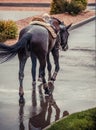 Dressage horse and rider. Black horse portrait after dressage competition.