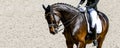 Dressage horse and rider in black uniform