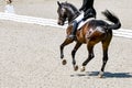 Dressage horse and rider in black uniform