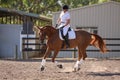 Dressage horse and rider