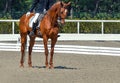 Dressage horse and rider.