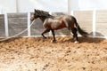 Dressage horse in round arenas with rope Royalty Free Stock Photo