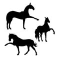 Dressage horses (set)