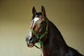 Dressage race horse portrait indoor stable Royalty Free Stock Photo