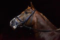 Dressage race horse portrait indoor stable Royalty Free Stock Photo