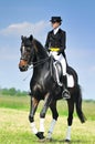 Dressage rider on bay horse galloping in field Royalty Free Stock Photo