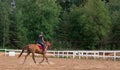 Young girl rider on a dressage in the park on a slender horse. Royalty Free Stock Photo