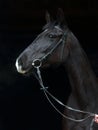 Dressage sportive horse with classic bridle in dark stable Royalty Free Stock Photo