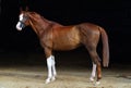 Race horse portrait in dark stable doorway background Royalty Free Stock Photo