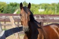 Dressage sportive horse portrait in ranch corral