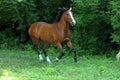 Dressage sportive horse runs gallop in nature background