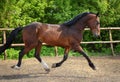 Dressage sportive horse walks free in the ranch