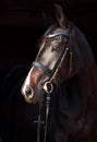 Dressage sportive horse with classic bridle in dark stable Royalty Free Stock Photo