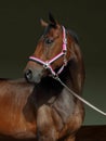 Dressage sports thoroughbred horse portrait in stable doorway Royalty Free Stock Photo