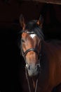 Dressage sports thoroughbred horse portrait in stable doorway Royalty Free Stock Photo