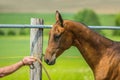 Dressage of young aristocratic chestnut stallion