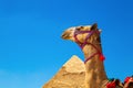 Dressed camel near the Pyramid of Khafre
