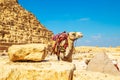 Dressed camel near the Pyramid of Khafre