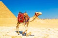 Dressed camel near the Pyramid of Khafre