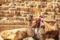 Dressed camel near the Pyramid of Khafre