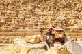 Dressed camel near the Pyramid of Khafre