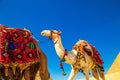 Dressed camels near the pyramid of Khafre. Great Egyptian pyramids Royalty Free Stock Photo