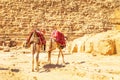 Dressed camels near the pyramid of Khafre. Great Egyptian pyramids Royalty Free Stock Photo