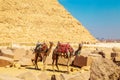 Dressed camels near the pyramid of Khafre. Great Egyptian pyramids Royalty Free Stock Photo