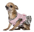 Dressed Chihuahua, 4 years old, sitting