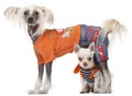Dressed Chihuahua and Chinese Crested dog