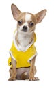 Dressed Chihuahua puppy, 6 months old, sitting