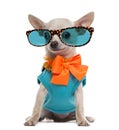 Dressed Chihuahua wearing glasses, sitting