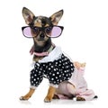 Dressed Chihuahua wearing glasses