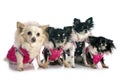 Dressed chihuahuas