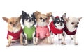 Dressed chihuahuas