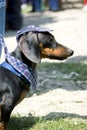 Dressed Dachshund