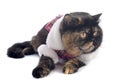 Dressed exotic shorthair cat Royalty Free Stock Photo