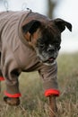Dressed German boxer dog Royalty Free Stock Photo
