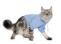 Dressed maine coon cat Royalty Free Stock Photo
