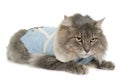 Dressed maine coon cat Royalty Free Stock Photo